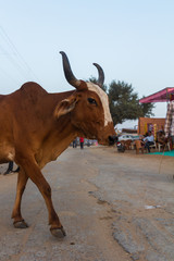 Cow in the streets of INDIA