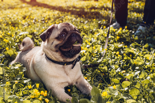 Woman Walking Pug Dog In Spring Forest Happy Puppy Lying