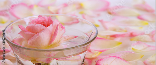Pink Rose in a bowl of water and petals. © Swetlana Wall