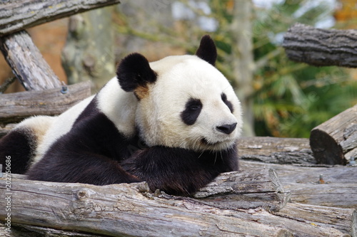 Plakat Marzenie gigantycznej pandy
