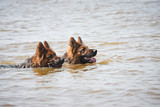 Fototapeta Psy - Owczarki niemieckie w wodzie
