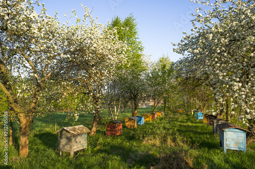 Zdjęcie XXL Stare ule w kwitnącym sadzie