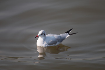 Canvas Print - Seagull in the sea