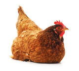 Fototapeta Zwierzęta - Young brown chicken.