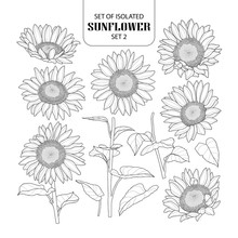 Set Of Isolated Sunflower Set 2.