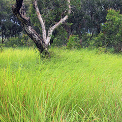 Wall Mural - grass in forest, thailand