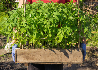 Poster - Gardener with a box of tomato seedlings in his hands