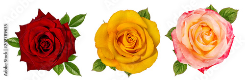 Photo rose isolated on white background