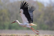 A stork that takes off