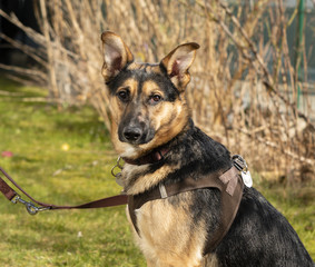 Mixed-breed dog between German shepherd and Labrador Retriever at a dog leash