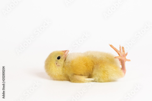 Cuadros en Lienzo Little chick lies on an isolated background