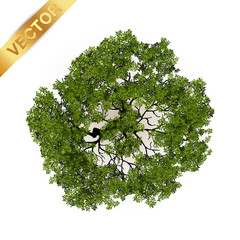 Wall Mural - Trees top view for landscape vector illustration.