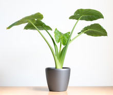 Isolated Elephants Ear Houseplant, Alocasia Plant On Table In Front Of White Wall