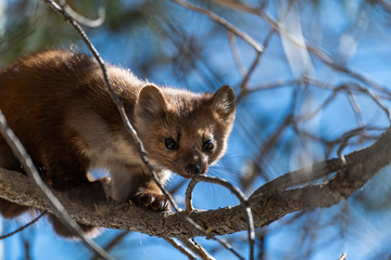 a cute pine marten in a tree