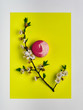 © alexmishchenko - A branch of cherry blossoms and a French dessert on a yellow bright and stylish background. Elegant dessert of almond flour macaron \ macaroon. Nice pink biscuit.