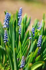 flower, spring, flowers, nature, muscari, blue, plant, garden, green, blossom, purple, floral, bloom, summer, field, hyacinth, flora, grass, season, meadow, beauty, lavender, grape, violet, blooming