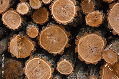Wood Tree Log Timber Firewood Logs Cut Stack Pile