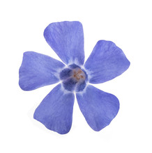 Blue Periwinkle  Flower