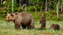 Female Brown Bear And Her Cubs
