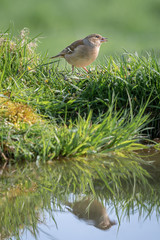 Aufkleber - An upright vertical portrait of a female chaffinch feeding by the side of a pond with her reflection in the water