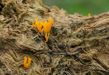 Yellow Stagshorn, Calocera Viscosa On Wood