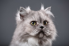Beautiful Gray Persian Cat