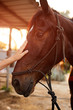 Treating from depression with the help of a horse