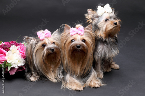 yorkshire terrier family