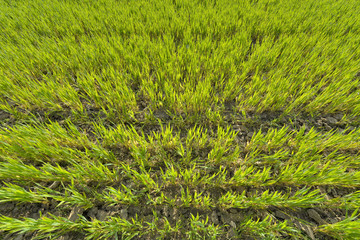 Wall Mural - top view on young wheat growing in a field 