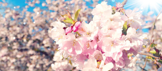 Wall Mural - Frühling - Japanische Kirschblüten