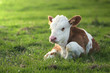 Brown white calf on the floral pasture