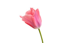 Pink Tulip Isolated