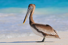 Brown Pelican (Pelecanus Occidentalis) Tulum Beach, Mexico.