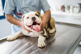 Fototapeta  - Cute dog on operating table in hands of vet