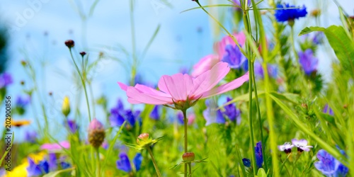 Blumenwiese bunt - Hintergr...