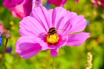 Wall Mural - Blumenwiese bunt - Hintergrund Wildblumen