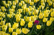 Contrasted tulip field yellow purple