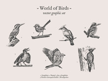 Small Birds Vector Drawings Set
