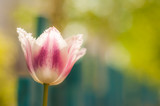 Fototapeta Kwiaty - Tulip Flower macro photography