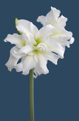 Wall Mural - Amaryllis Hippeastrum double flowering Ice Queen close up