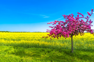 beautiful farm landscape of rapeseed field and pinky cherry tree in spring