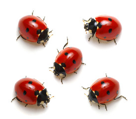 Canvas Print - Collection of ladybugs