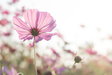 Wall Mural - Beautiful purple cosmos flower in garden with sunlight and blue sky