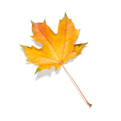 Sticker - Autumn leaf isolated on white background