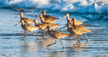 Little Marbled Godwit Birds Running And Feeding On The Beach At Sunset