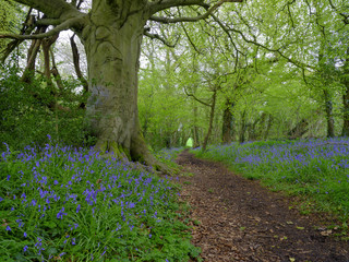 Wall Mural - Bluebells on a woodland footpath near Hambledon in the South Downs National Park, Hampshire, UK