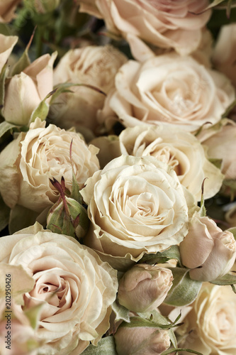 Background of beautiful roses