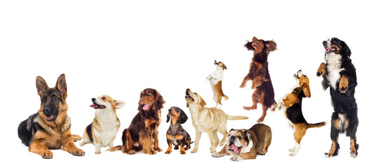 Poster - set of dogs looking