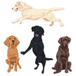 Labrador dogs isolated on white background. Black, chocolate and yellow labrador breed canines vector illustration.
