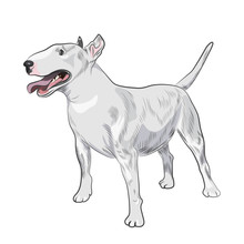 Bull Terrier Dog Breed Isolated On White Background. Purebred Canine For Your Design.